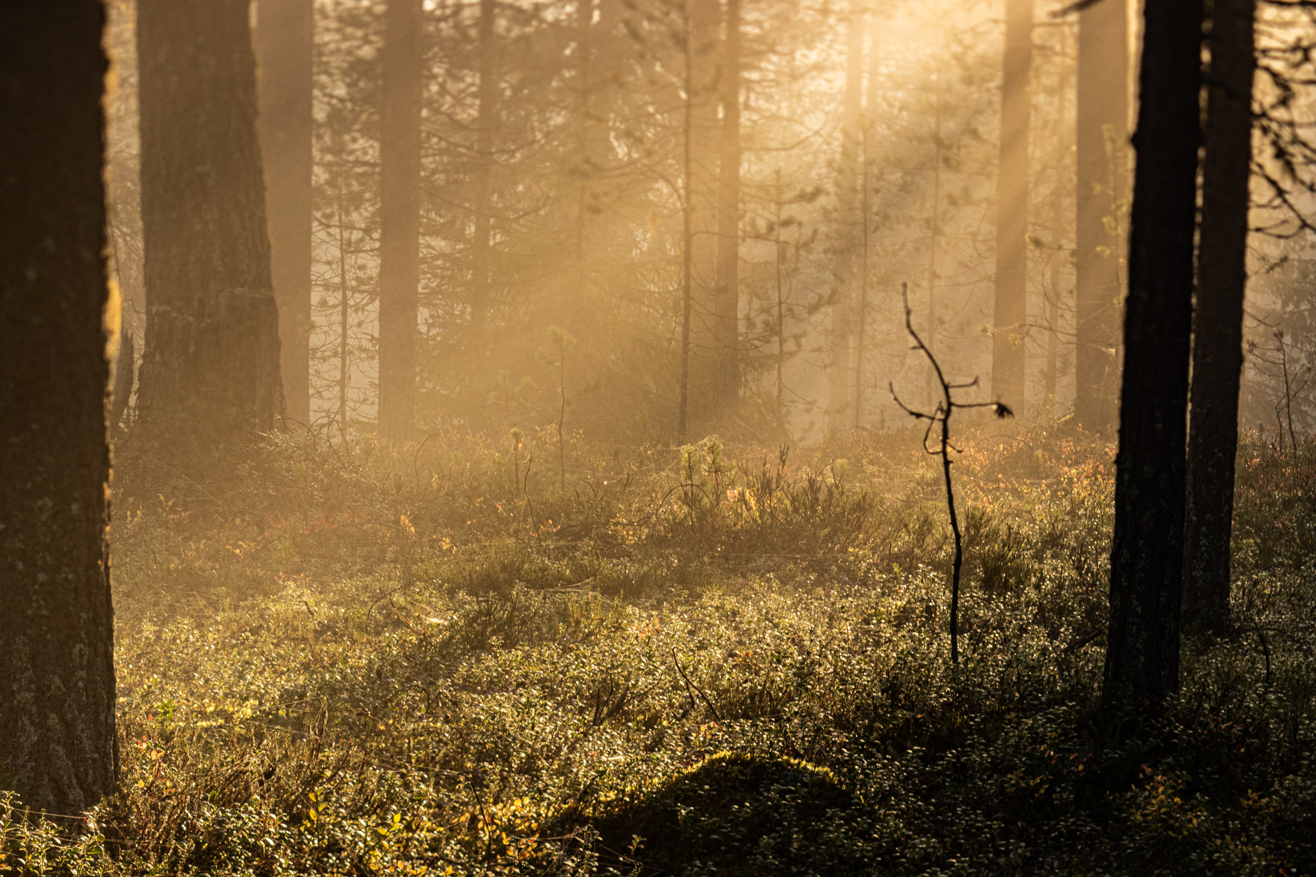 Aamu-usva pohjoisen metsässä. Kuva: Jonna Kalliomäki