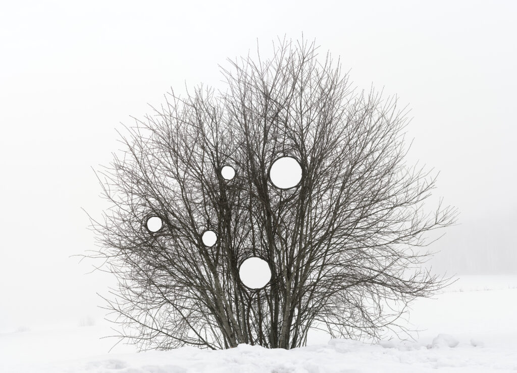 Bare tree with circular openings in snowy field.